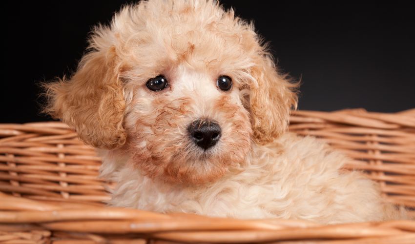 The Ultimate Guide to the Best Tools and Equipment for Raising Puppies of All Breeds